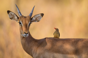 antelope